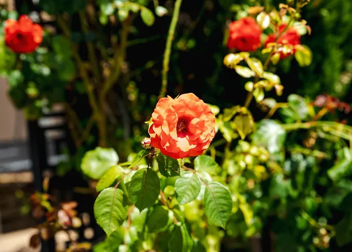 Biato Aparthotel Sunny Beach