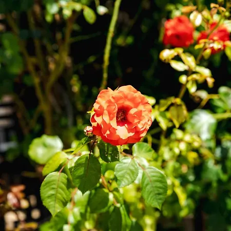 Biato Apartahotel Sunny Beach